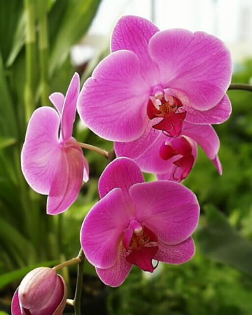 Orchid-1[1]